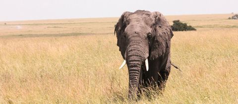 nearby-walmer-villiers-self-catering-port-elizabeth-addo-elephant-park